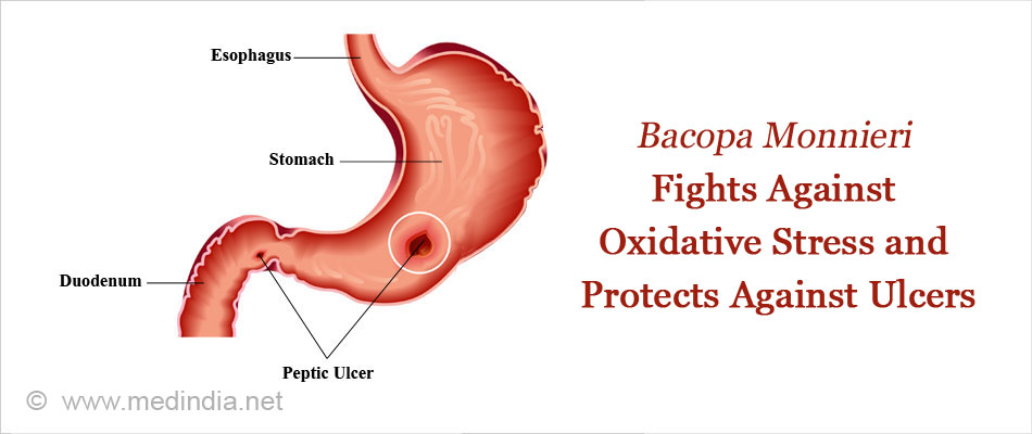Bacopa Monnieri Fights Against Oxidative Stress And Protects Against ulcers Bacopa Monnieri Fights Against Oxidative Stress And Protects Against ulcers